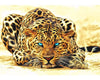 Malen Nach Zahlen Leopard Auf Der Lauer Für Erwachsene