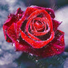 Diamond Painting Rote Rose 5D Diamant Bild Diy Set Mit Strasssteinen Viel Zubehör