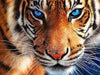 Diamond Painting, Augen des Tigers, 5D Diamant Malerei Bild, Set mit Zubehör,