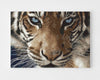 Malen Nach Zahlen Das Auge Des Tigers Für Erwachsene